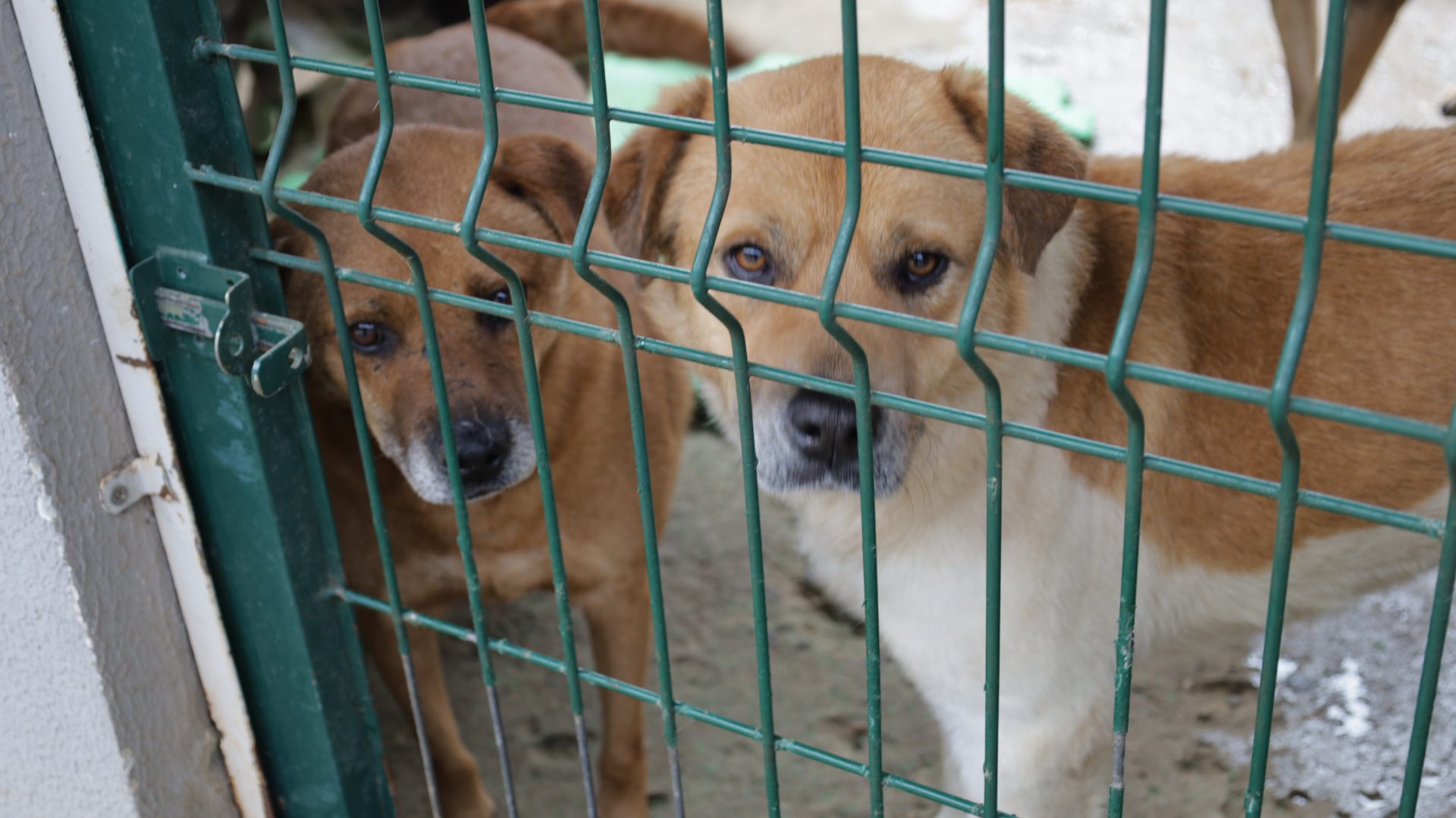 Canil Municipal de Guarapuava busca famílias para adoção de 200 cães