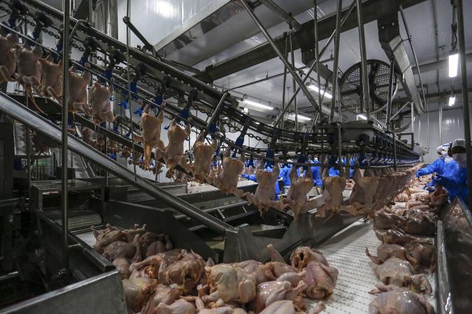 Adapar alinha novas regras de inspeção de abate com empresas credenciadas