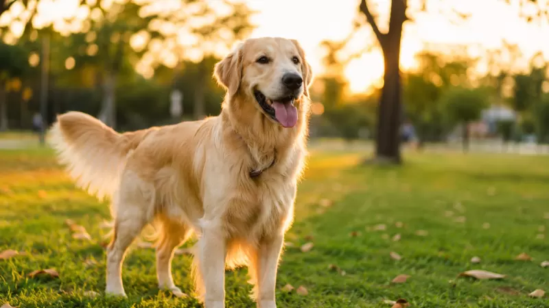 Alep debate Código Estadual de Direitos dos Animais em audiência pública