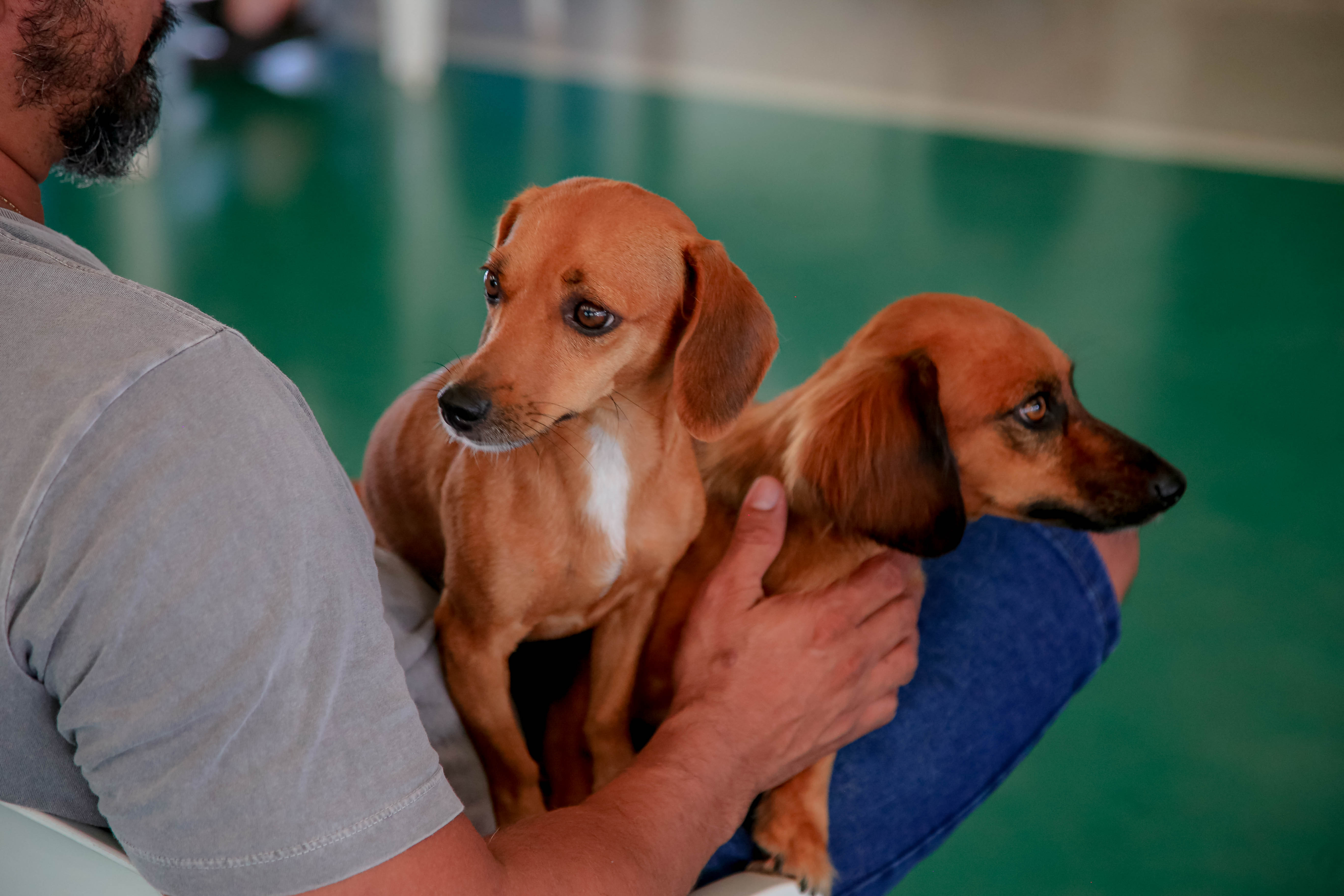 Maringá oferece vacinação e castração para pets em Iguatemi