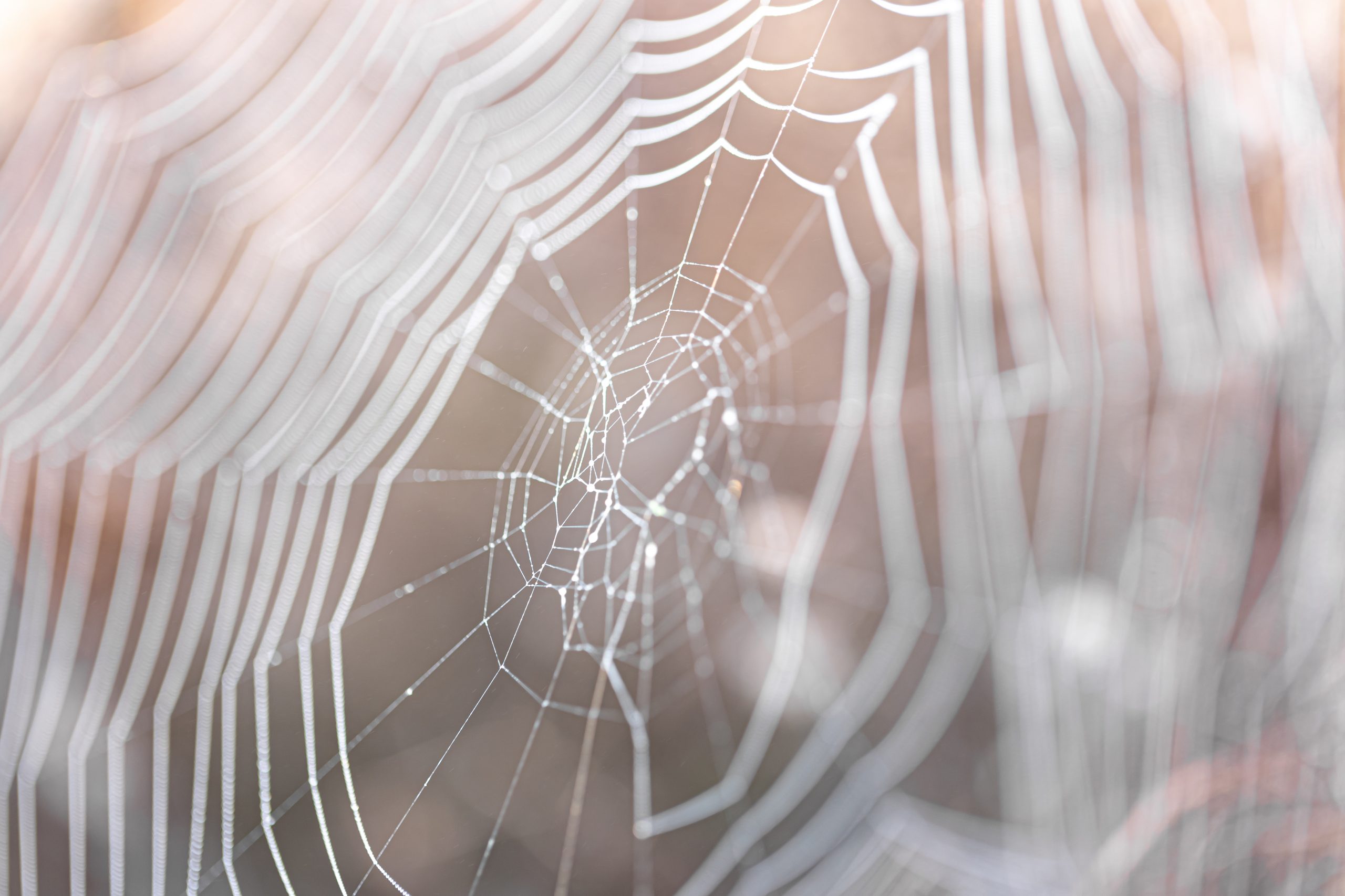 Prefeitura de São José dos Pinhais orienta sobre prevenção de acidentes com aranhas