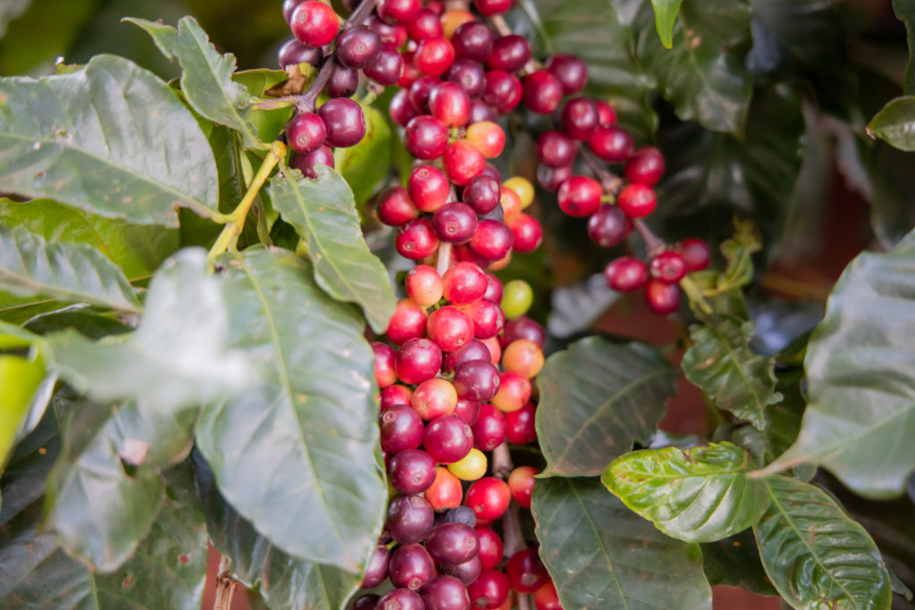 Produtores de Apucarana iniciam colheita de café com selo de Indicação Geográfica